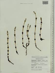 Equisetum arvense L., Eastern Europe, Northern region (E1) (Russia)