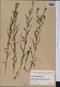 Castilleja pallida subsp. septentrionalis (Lindl.) H.J. Scoggan, America (AMER) (Canada)