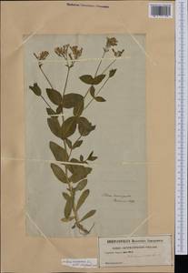 Atocion armeria (L.) Fourr., Western Europe (EUR) (Germany)