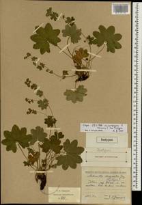 Alchemilla dasycrater Juz., Eastern Europe, Middle Volga region (E8) (Russia)