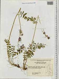 Polemonium caeruleum subsp. campanulatum Th. Fr., Siberia, Russian Far East (S6) (Russia)