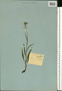Saussurea alpina (L.) DC., Eastern Europe, Northern region (E1) (Russia)