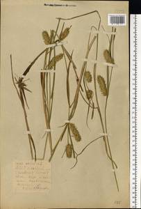 Carex vesicaria L., Eastern Europe, Belarus (E3a) (Belarus)
