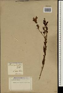 Linaria grandiflora Desf., South Asia, South Asia (Asia outside ex-Soviet states and Mongolia) (ASIA) (Iran)