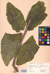MHA 0 158 926, Verbascum nigrum L., Eastern Europe, Central region (E4) (Russia)