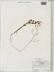 Cuscuta epithymum (L.) L., Eastern Europe, Central forest region (E5) (Russia)