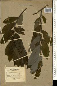 Salix caucasica N. J. Anderss., Caucasus, Dagestan (K2) (Russia)