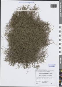 Selaginella sanguinolenta (L.) Spring, Siberia, Yakutia (S5) (Russia)