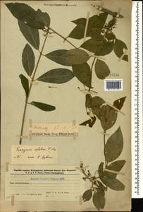 Euonymus velutinus (C. A. Mey.) Fisch. & C. A. Mey., Caucasus, Azerbaijan (K6) (Azerbaijan)