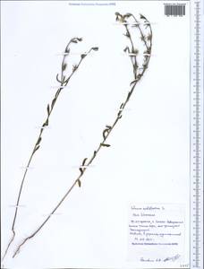 Linum nodiflorum L., Caucasus, Black Sea Shore (from Novorossiysk to Adler) (K3) (Russia)