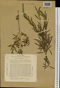 Salix miyabeana Seemen, Siberia, Baikal & Transbaikal region (S4) (Russia)