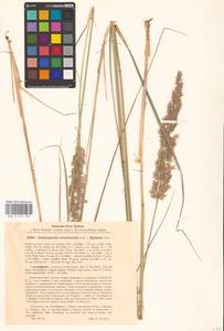 Calamagrostis acutiflora (Schrad.) DC., Eastern Europe, Estonia (E2c) (Estonia)