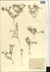 Meniocus linifolius (Stephan ex Willd.) DC., Middle Asia, Karakum (M6) (Turkmenistan)