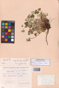 Potentilla rupifraga A.P.Khokhr., Siberia, Chukotka & Kamchatka (S7) (Russia)