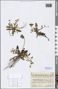 Pilosella officinarum Vaill., Eastern Europe, North Ukrainian region (E11) (Ukraine)