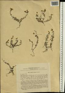 Linaria cretacea Fisch. ex Spreng., Eastern Europe, Central forest-and-steppe region (E6) (Russia)