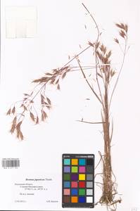 Bromus japonicus Houtt., Eastern Europe, Central region (E4) (Russia)