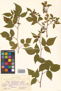 Rubus idaeus subsp. melanolasius Focke, Siberia, Russian Far East (S6) (Russia)