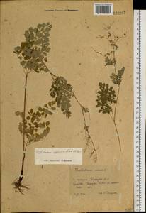 Thalictrum appendiculatum C. A. Mey., Siberia, Western Siberia (S1) (Russia)