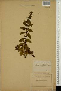 Stachys setifera C.A.Mey., Caucasus (no precise locality) (K0)