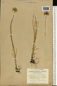Allium lusitanicum Lam., Eastern Europe, South Ukrainian region (E12) (Ukraine)