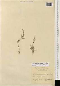 Echinochloa colona (L.) Link, South Asia, South Asia (Asia outside ex-Soviet states and Mongolia) (ASIA) (Iran)