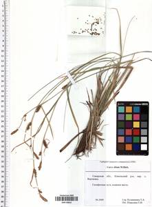 Carex diluta M.Bieb., Eastern Europe, Middle Volga region (E8) (Russia)