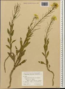 Erysimum ibericum (Adams) DC., Caucasus, North Ossetia, Ingushetia & Chechnya (K1c) (Russia)