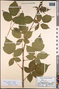 Rubus nessensis Hall, Eastern Europe, Central forest-and-steppe region (E6) (Russia)