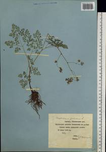 Thalictrum foetidum L., Siberia, Yakutia (S5) (Russia)