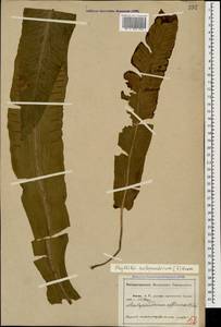Asplenium scolopendrium subsp. scolopendrium, Caucasus, Abkhazia (K4a) (Abkhazia)