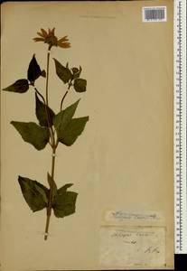 Bidens laevis (L.) Britton, Sterns & Poggenb., South Asia, South Asia (Asia outside ex-Soviet states and Mongolia) (ASIA) (Not classified)