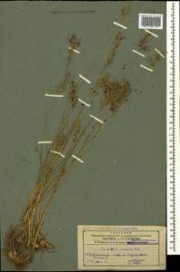 Poa bulbosa L., Caucasus, Azerbaijan (K6) (Azerbaijan)