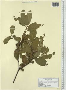 Quercus ilex L., Western Europe (EUR) (Greece)