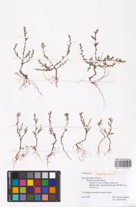 Polygonum neglectum Besser, Eastern Europe, Central forest-and-steppe region (E6) (Russia)