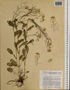 Barbarea vulgaris (L.) W.T.Aiton, Siberia, Western Siberia (S1) (Russia)