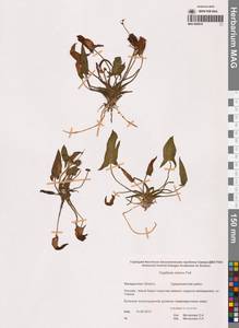 Sagittaria natans Pall., Siberia, Chukotka & Kamchatka (S7) (Russia)