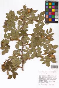 Rosa canina L., Eastern Europe, Central forest-and-steppe region (E6) (Russia)