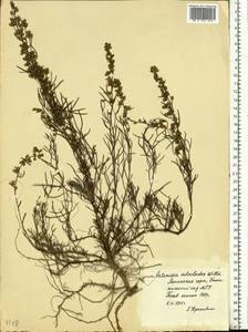 Artemisia salsoloides Willd., Eastern Europe, Moscow region (E4a) (Russia)