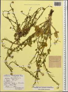 Alliaria taurica (Adam) V. I. Dorof., Caucasus, Dagestan (K2) (Russia)