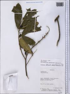 Chrysophyllum gonocarpum (Mart. & Eichler) Engl., America (AMER) (Paraguay)