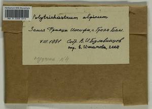 Polytrichastrum alpinum (Hedw.) G.L. Sm., Bryophytes, Bryophytes - European North East (B7) (Russia)