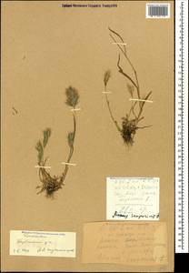 Bromus scoparius L., Caucasus, Dagestan (K2) (Russia)