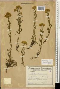 Achillea arabica Kotschy, Caucasus, Armenia (K5) (Armenia)