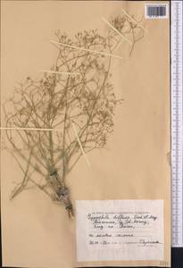 Gypsophila diffusa Fisch. & C. A. Mey. ex Rupr., Middle Asia, Caspian Ustyurt & Northern Aralia (M8) (Kazakhstan)