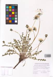 Taraxacum erythrospermum Andrz. ex Besser, Eastern Europe, Lower Volga region (E9) (Russia)