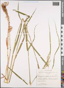 Calamagrostis purpurea (Trin.) Trin., Siberia, Western (Kazakhstan) Altai Mountains (S2a) (Kazakhstan)