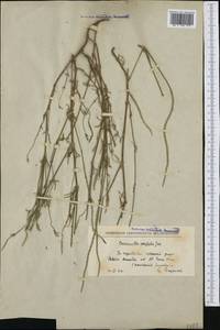 Crucianella angustifolia L., Western Europe (EUR) (North Macedonia)