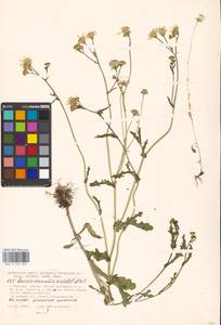 Senecio vernalis Waldst. & Kit., Eastern Europe, Moscow region (E4a) (Russia)