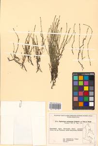 Equisetum variegatum Schleich., Siberia, Chukotka & Kamchatka (S7) (Russia)